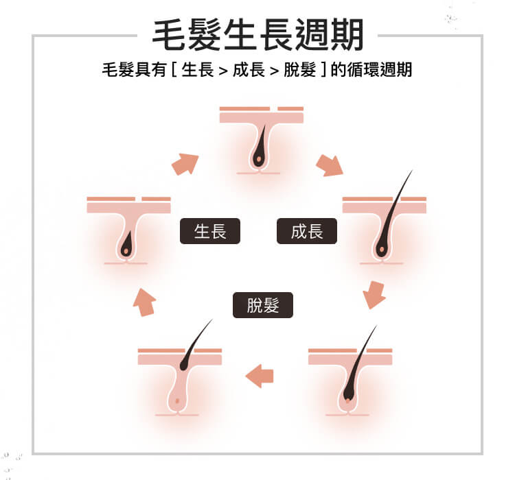 毛髮生長週期
