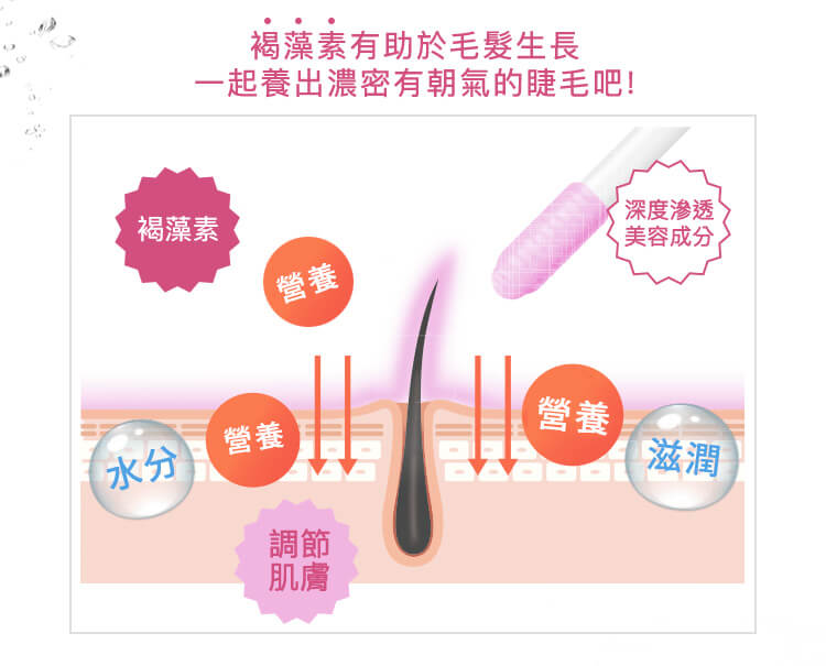 褐藻素有助於毛髮生長 一起養出濃密有朝氣的睫毛吧！